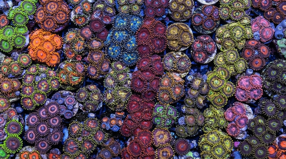 Frag Pack