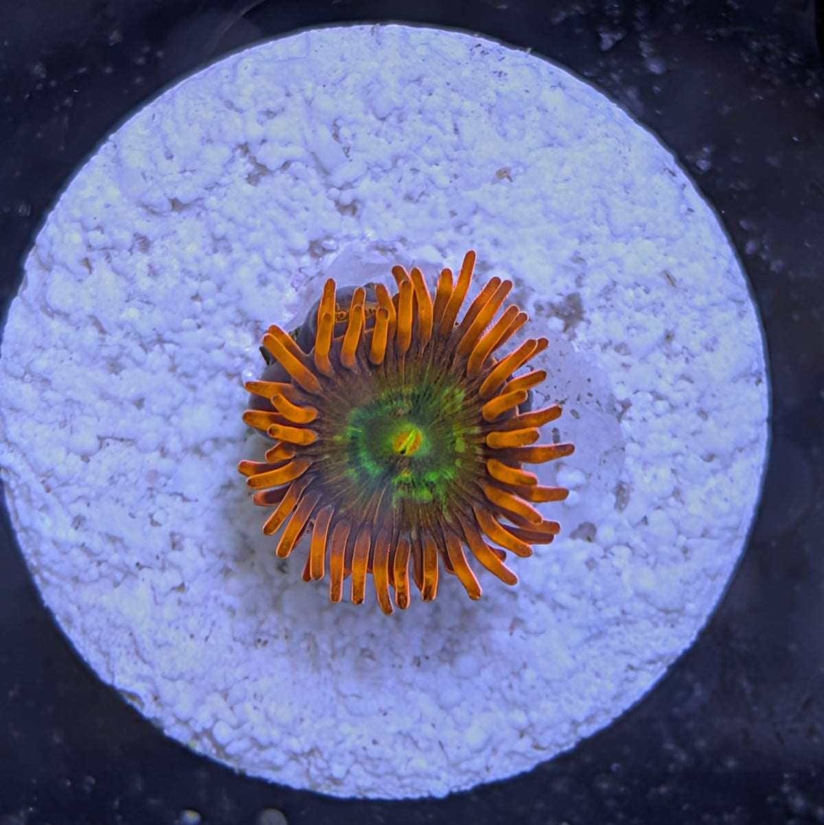 ASD Spitfire Zoa