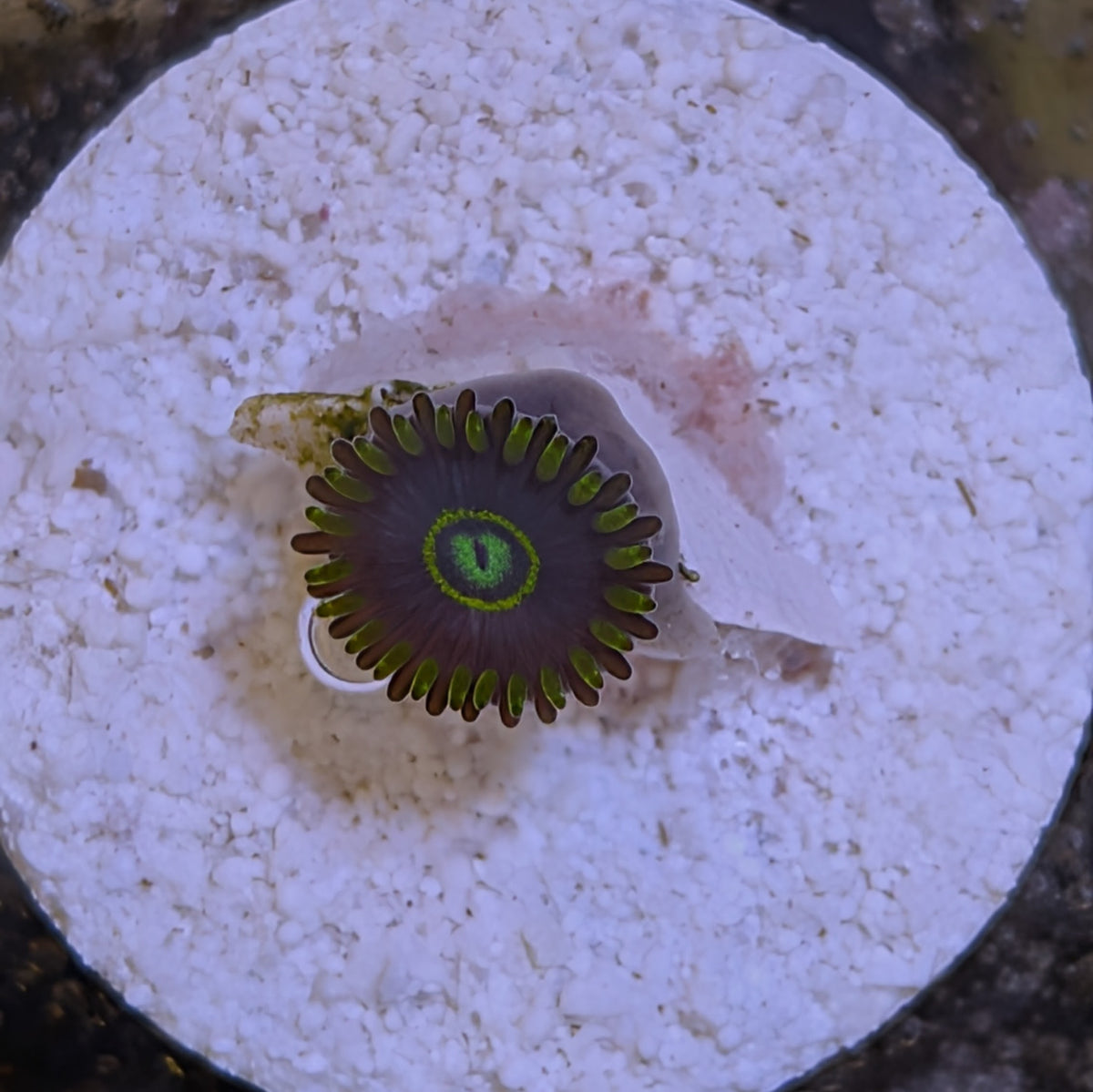 Blue Hornet Zoa