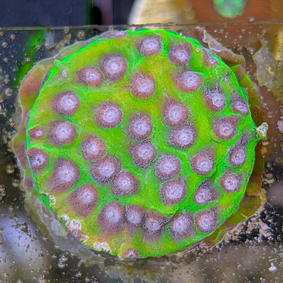 Master PPE Leptoseris