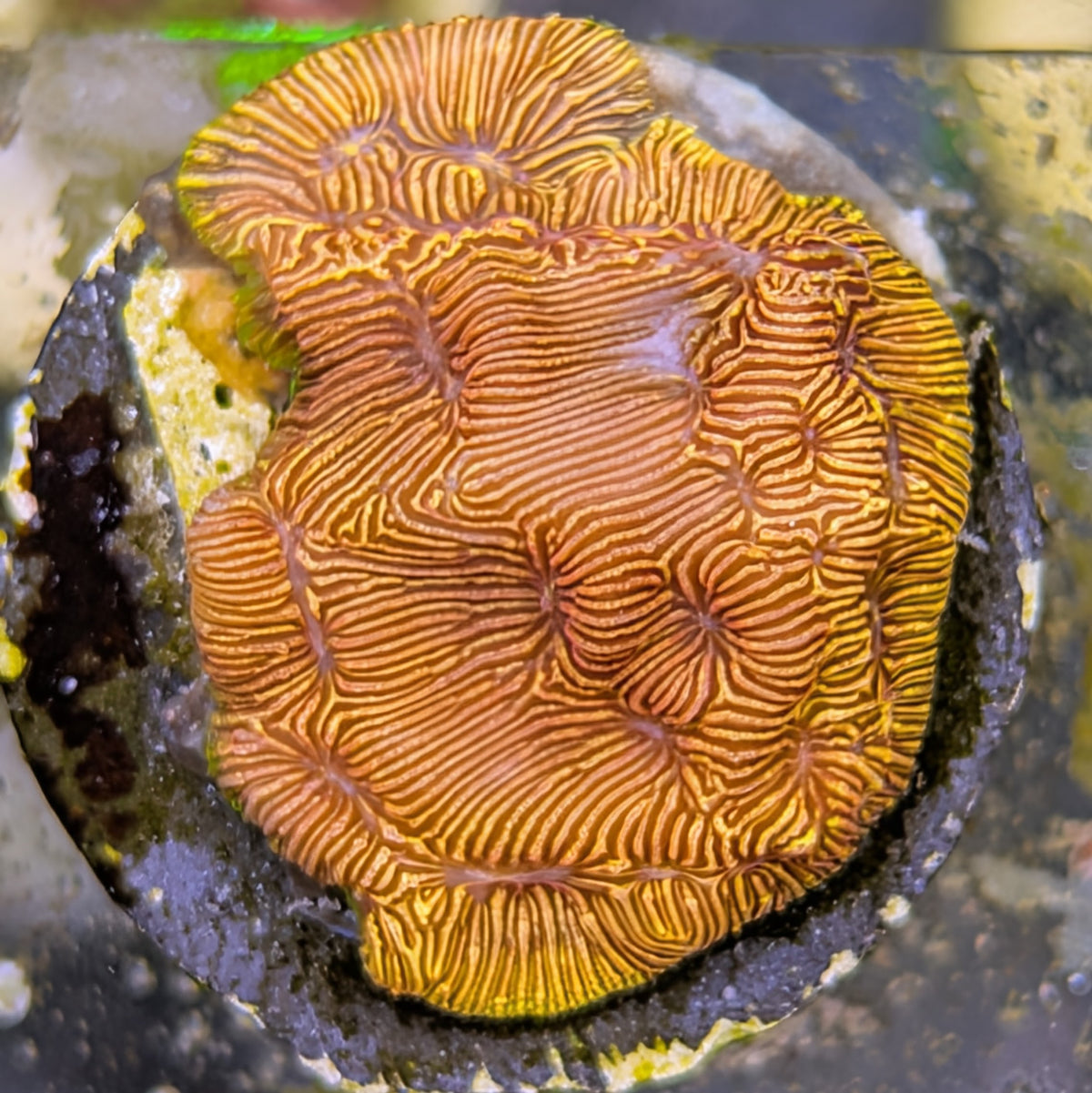Orange Crush Leptoseris