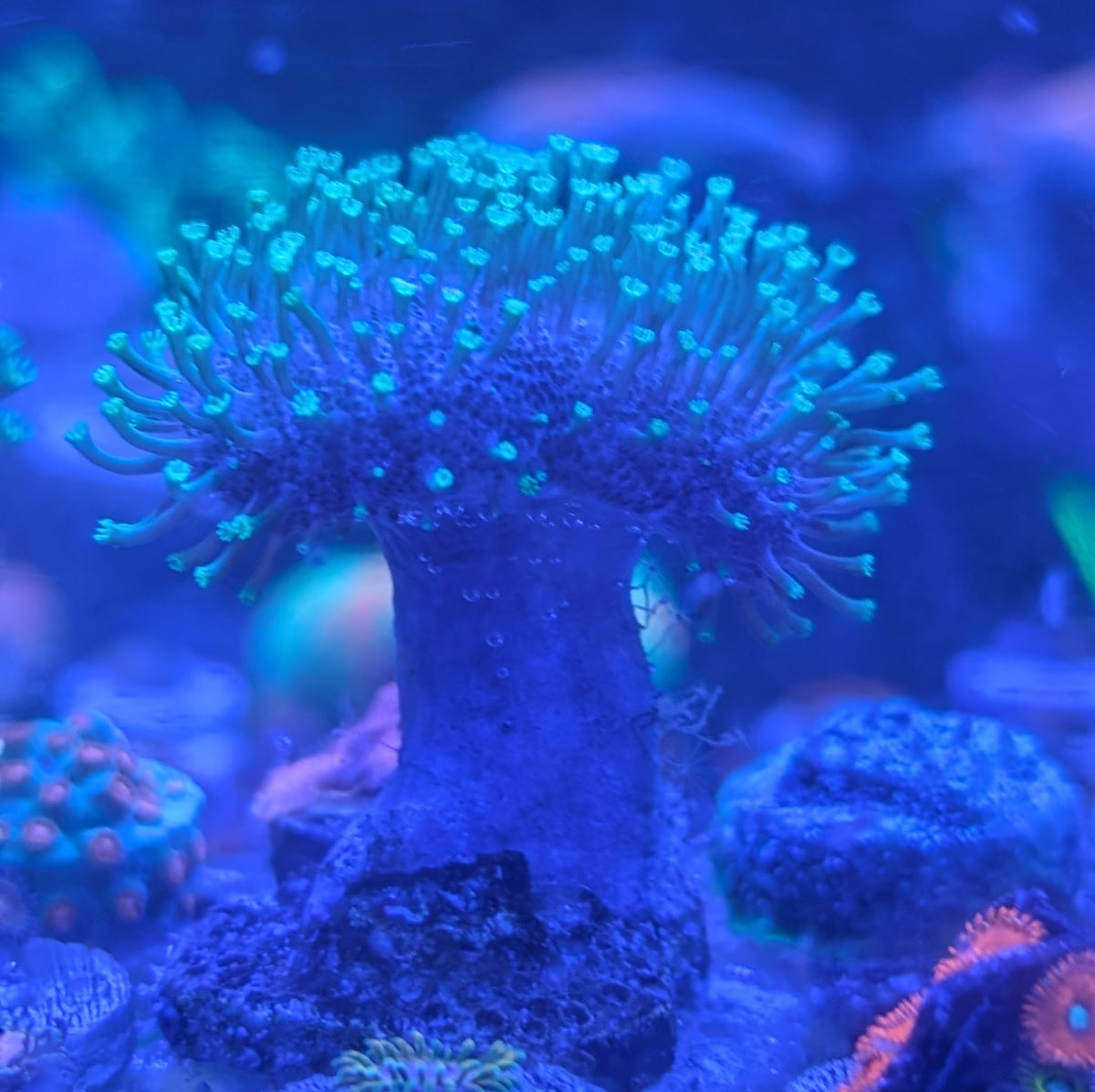 Japanese Toadstool Green Leather