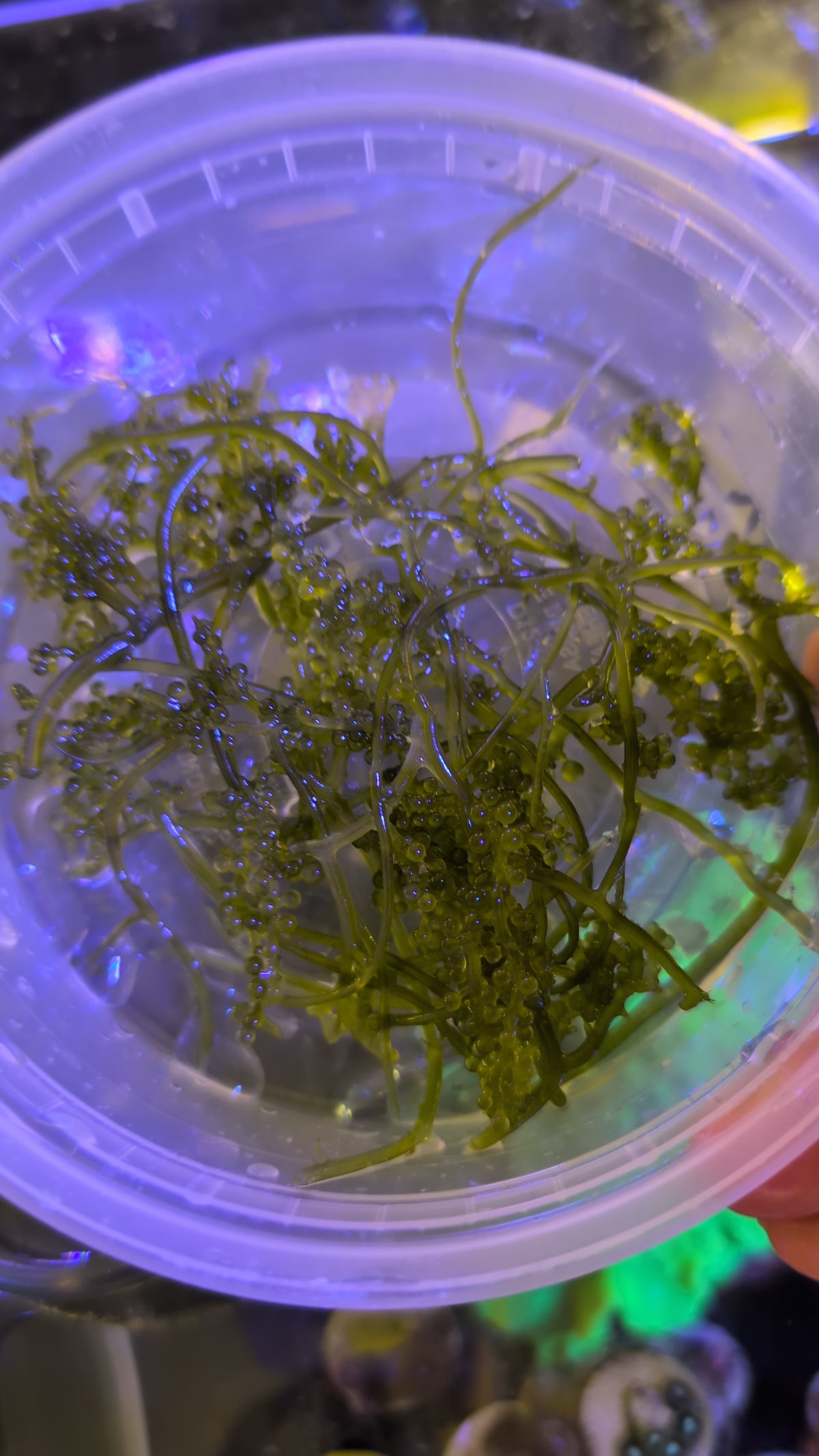 Grape Caulerpa Macro Algae (4”+ Cutting of 5+ Blades)