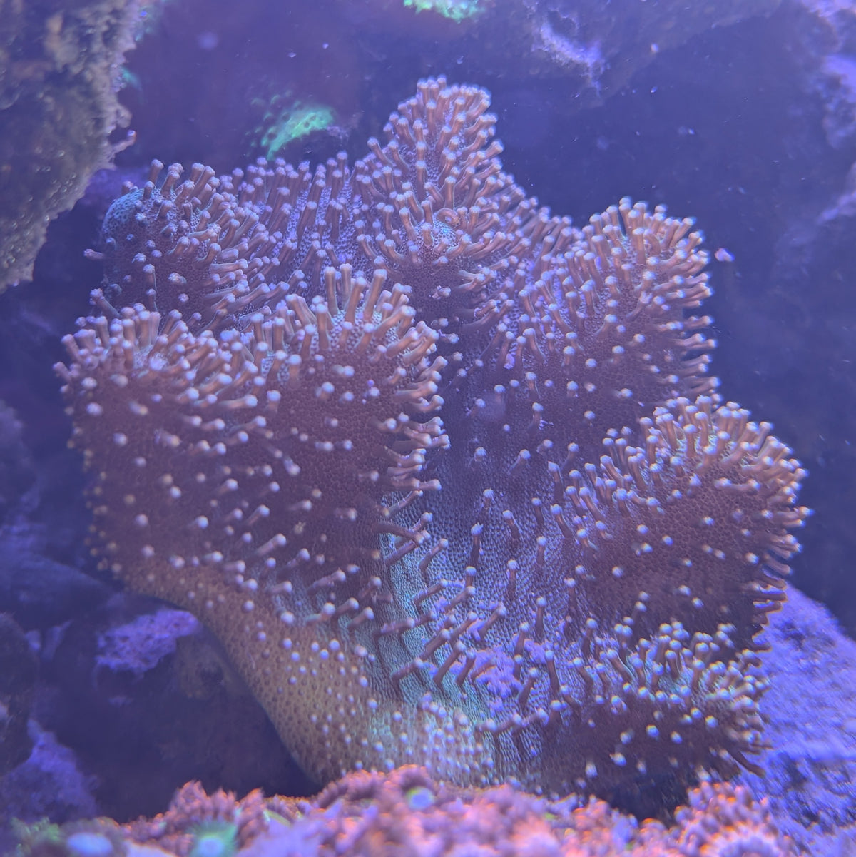 Devil's Hand Leather Coral