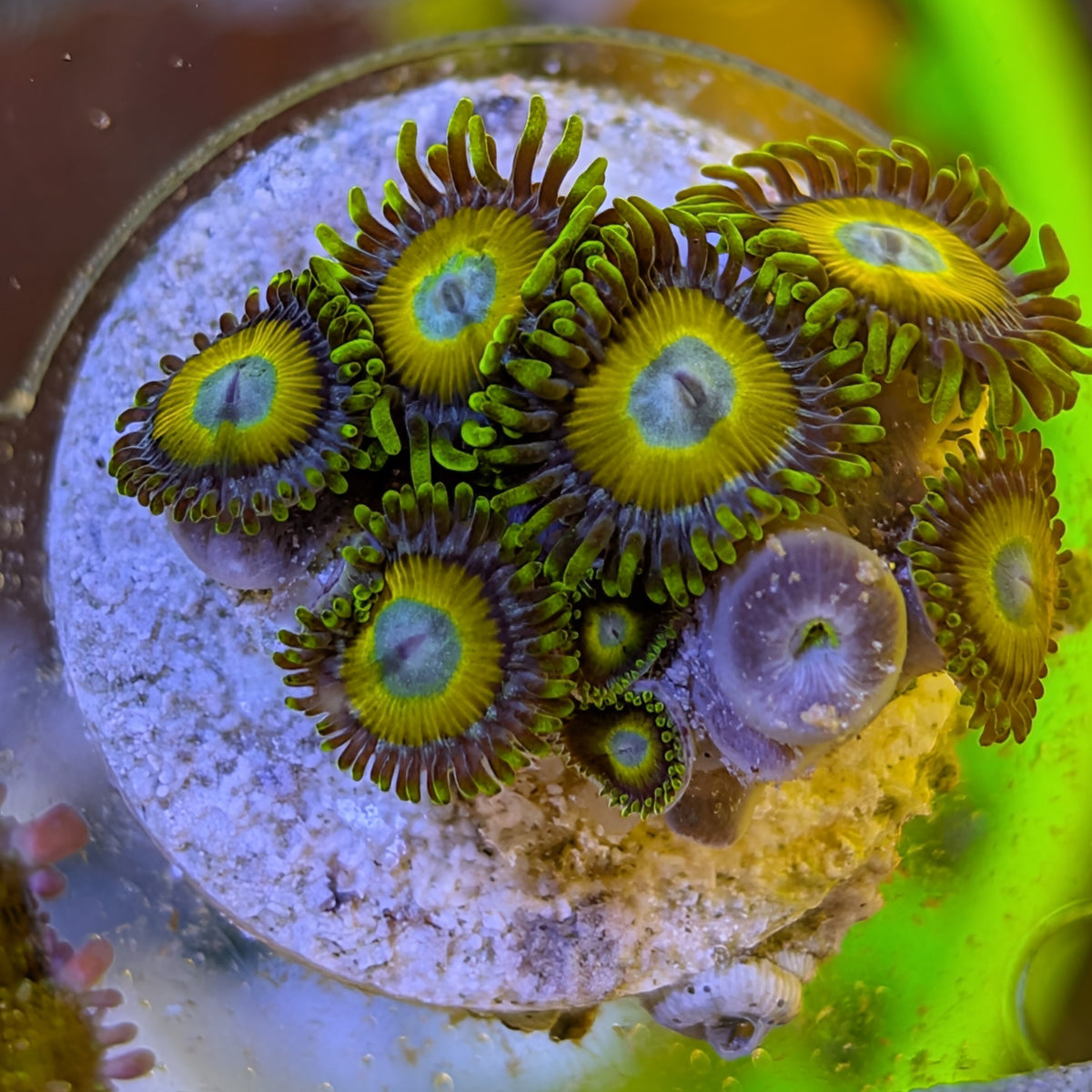 Scrambled Eggs zoanthid colony, WYSIWYG photo of the exact coral for sale