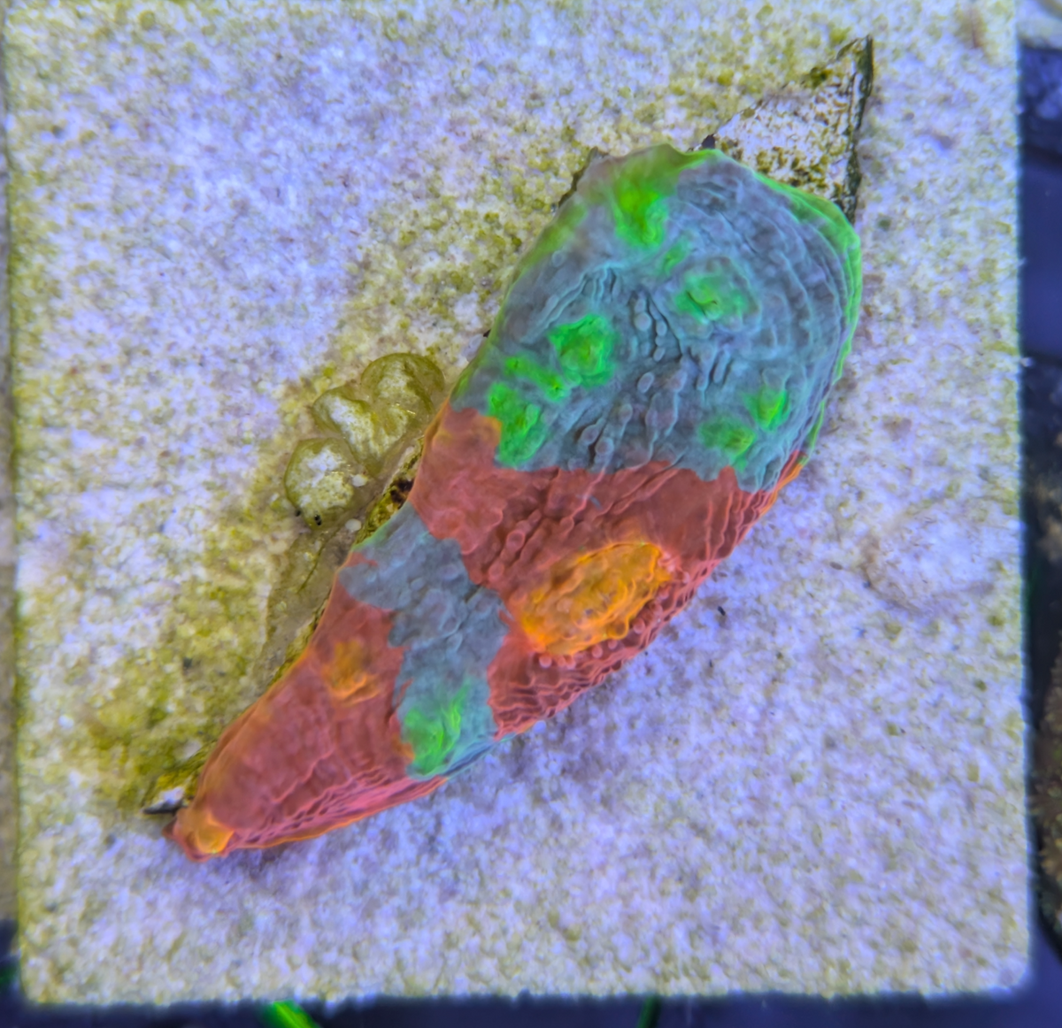 Cornbred's Rainbow Jellybean Chalice (10+ Eyes)