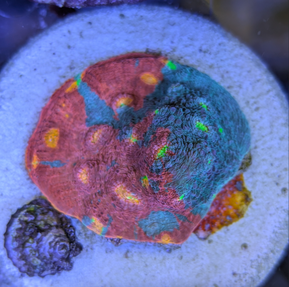 Cornbred's Rainbow Jellybean Chalice (5+ Eyes)
