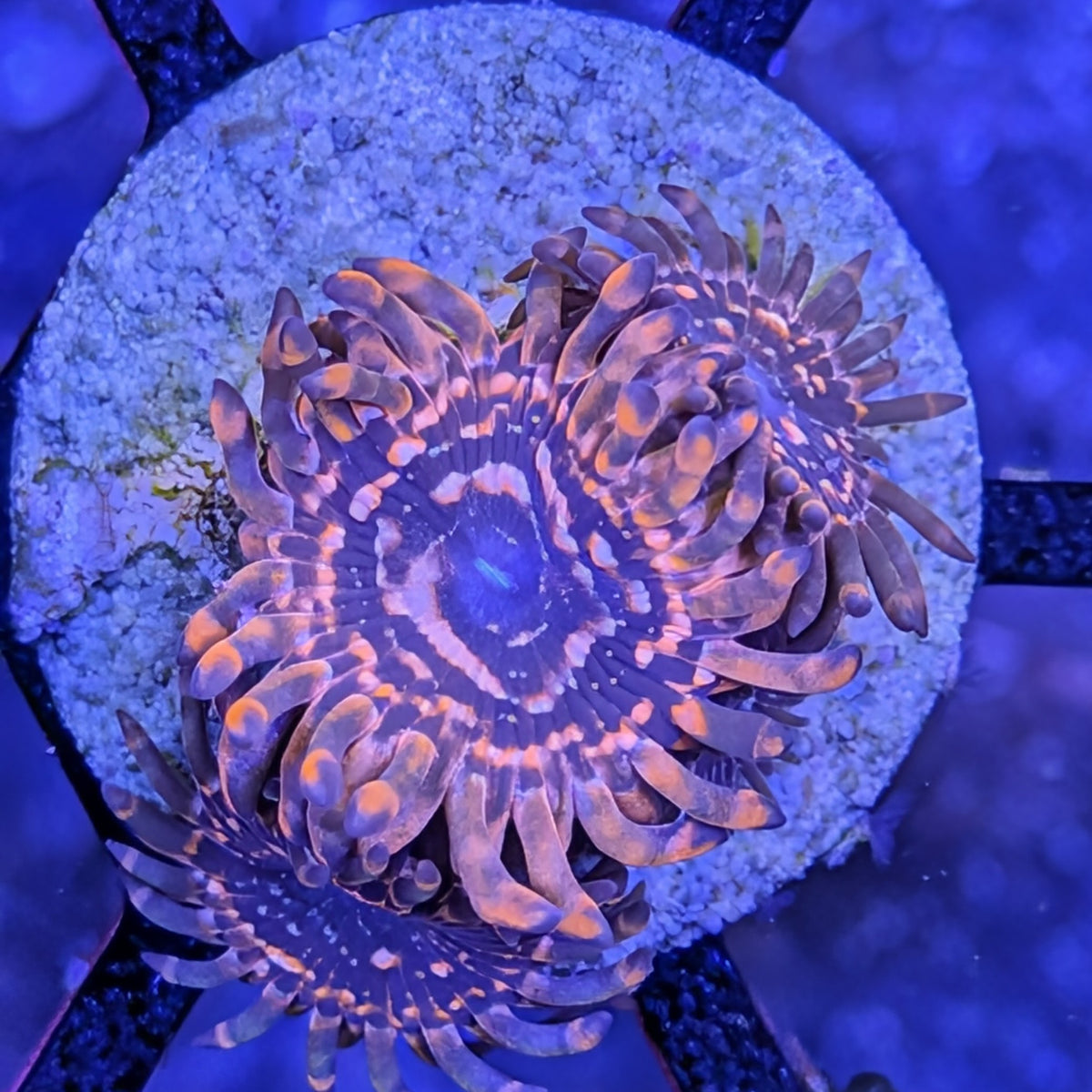 Utter Chaos Zoa