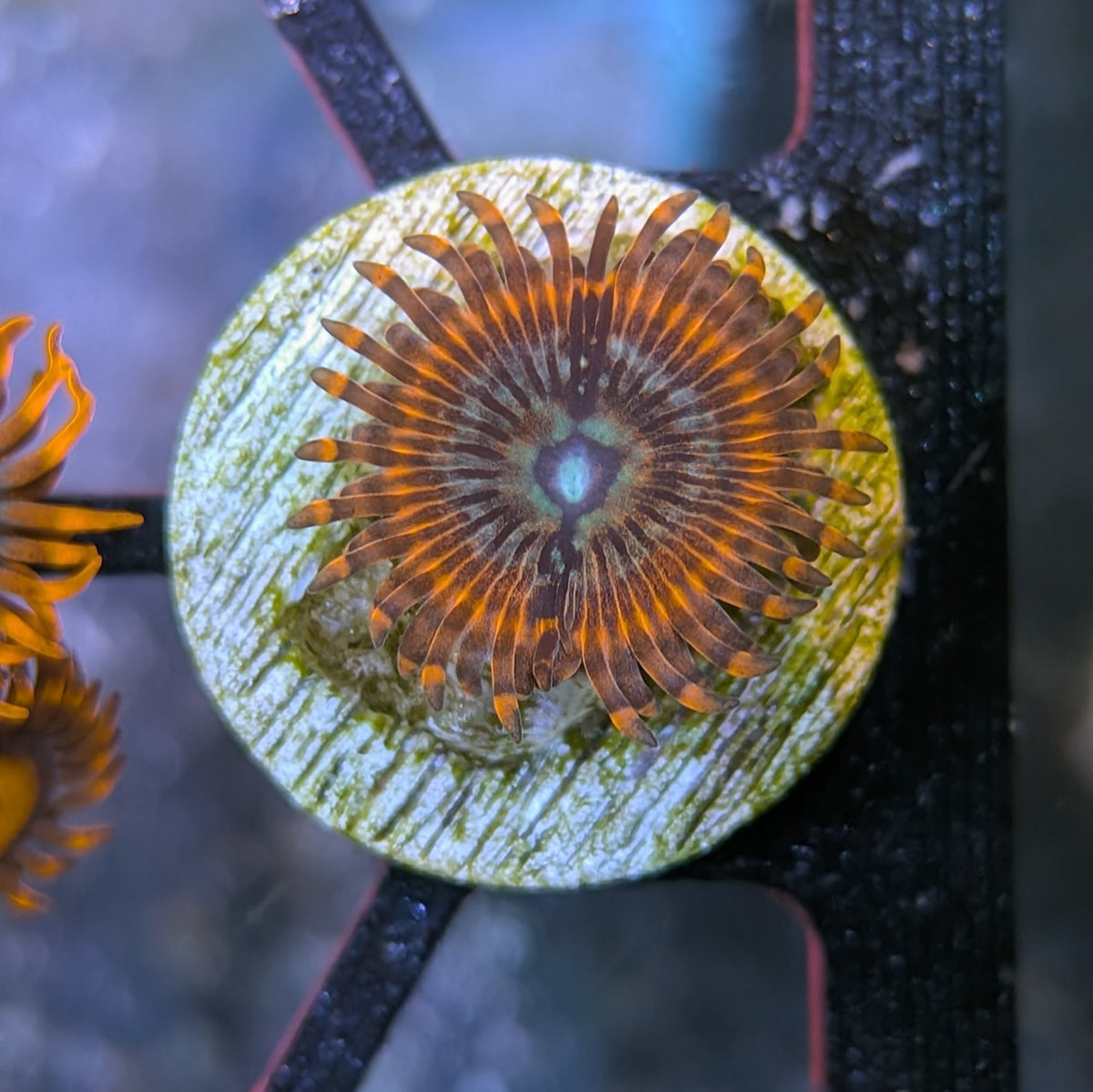 Utter Peace Zoa