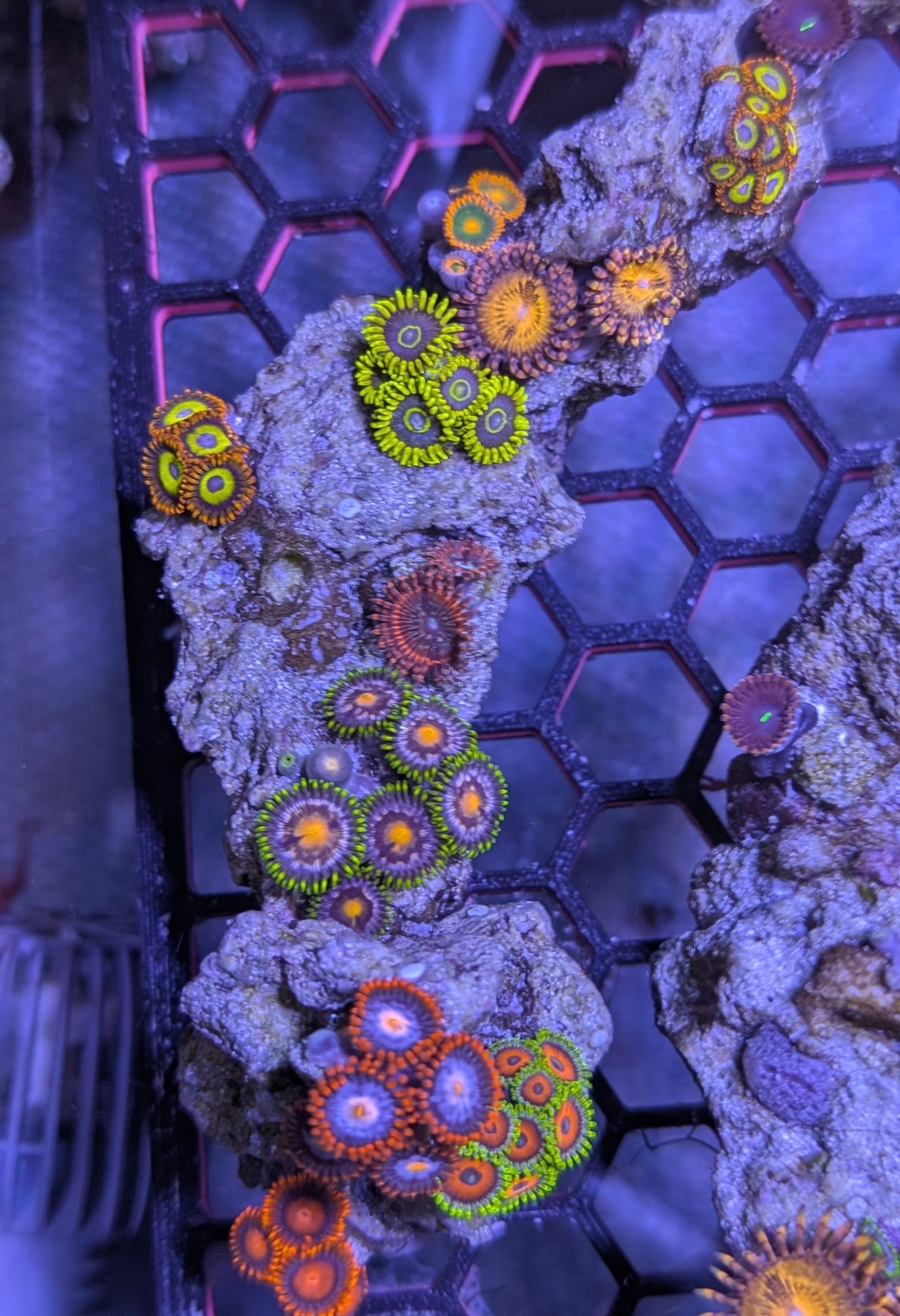 Instant Reef Curated Zoa Rock Garden