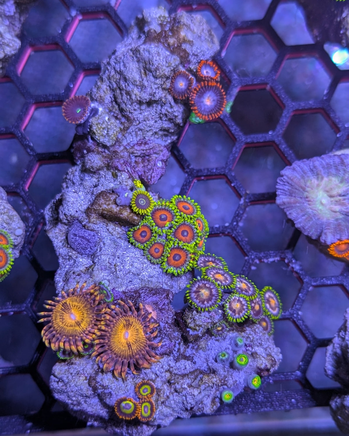 Instant Reef Curated Zoa Rock Garden