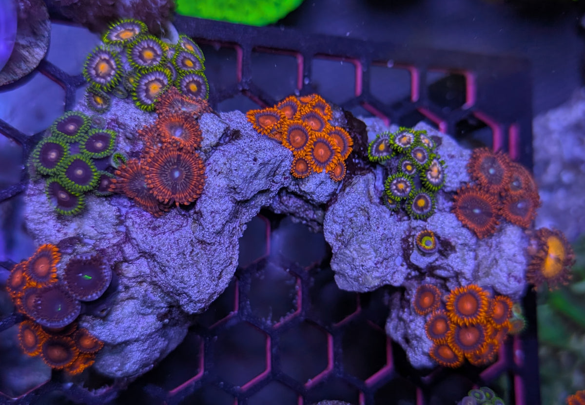 Instant Reef Curated Zoa Rock Garden
