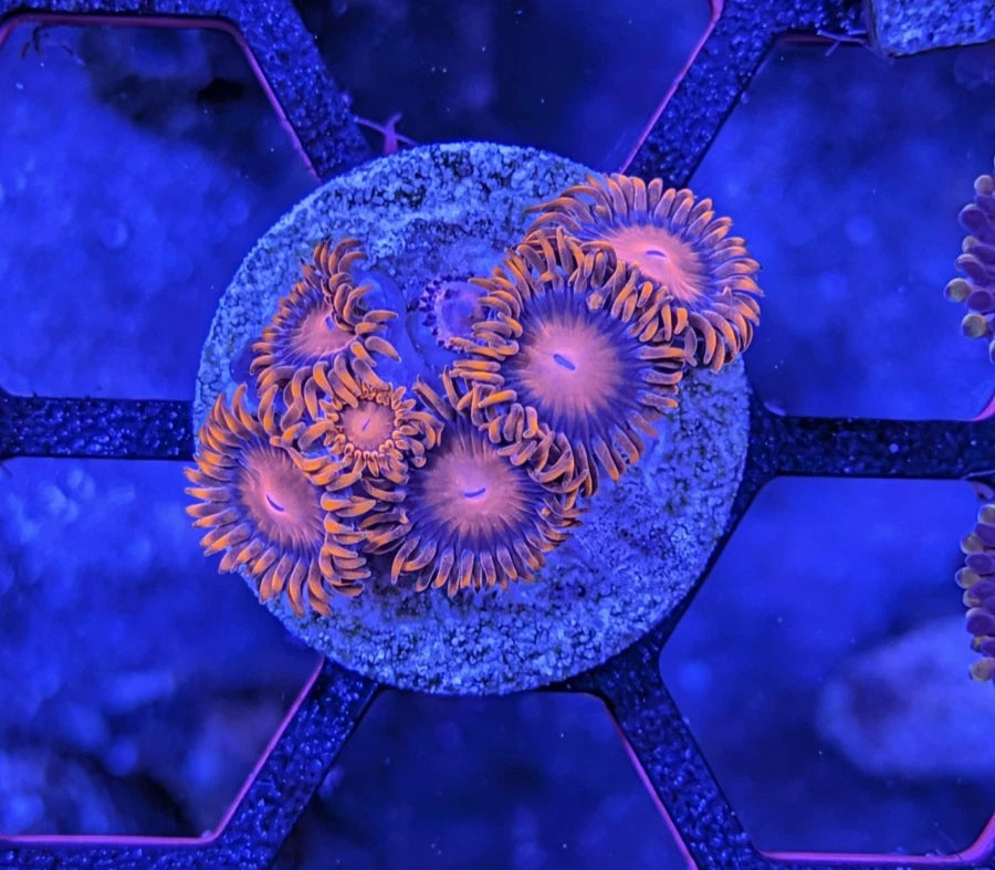 WYSIWYG Aquacultured Bam Bam Zoa Colony