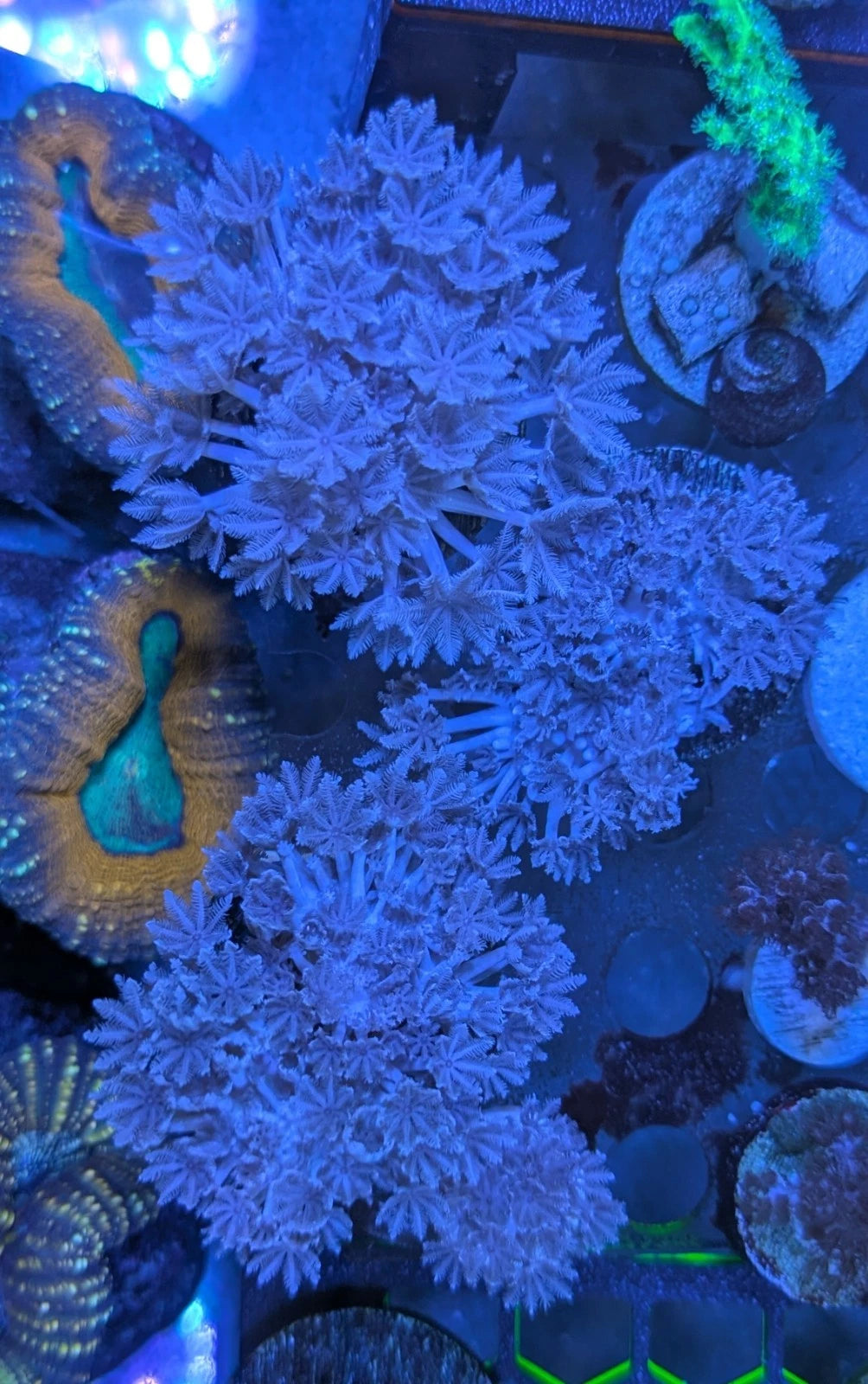 Pulsing Xenia BIG Frag WYSIWYG