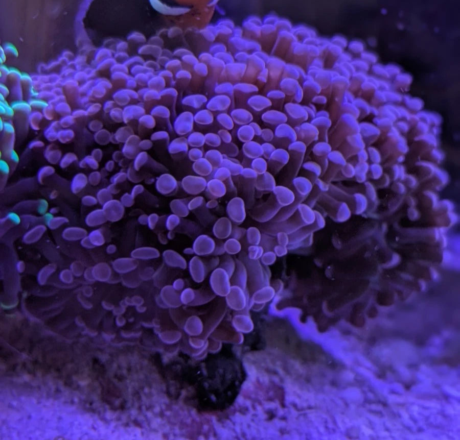 Purple Tip Hammer mother colony
