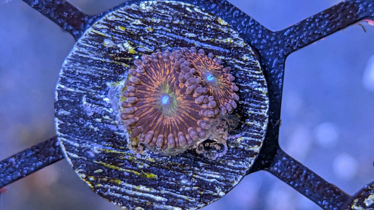 CB Krak God Zoa Rare Frag WYSIWYG Aquacultured - Live Soft Coral