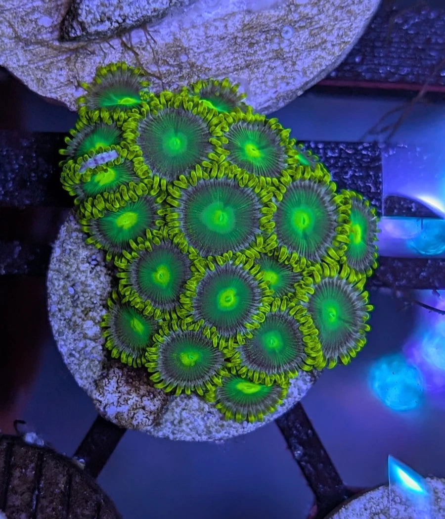 WYSIWYG Radioactive Dragon Eye Zoa Colony - Live Soft Coral