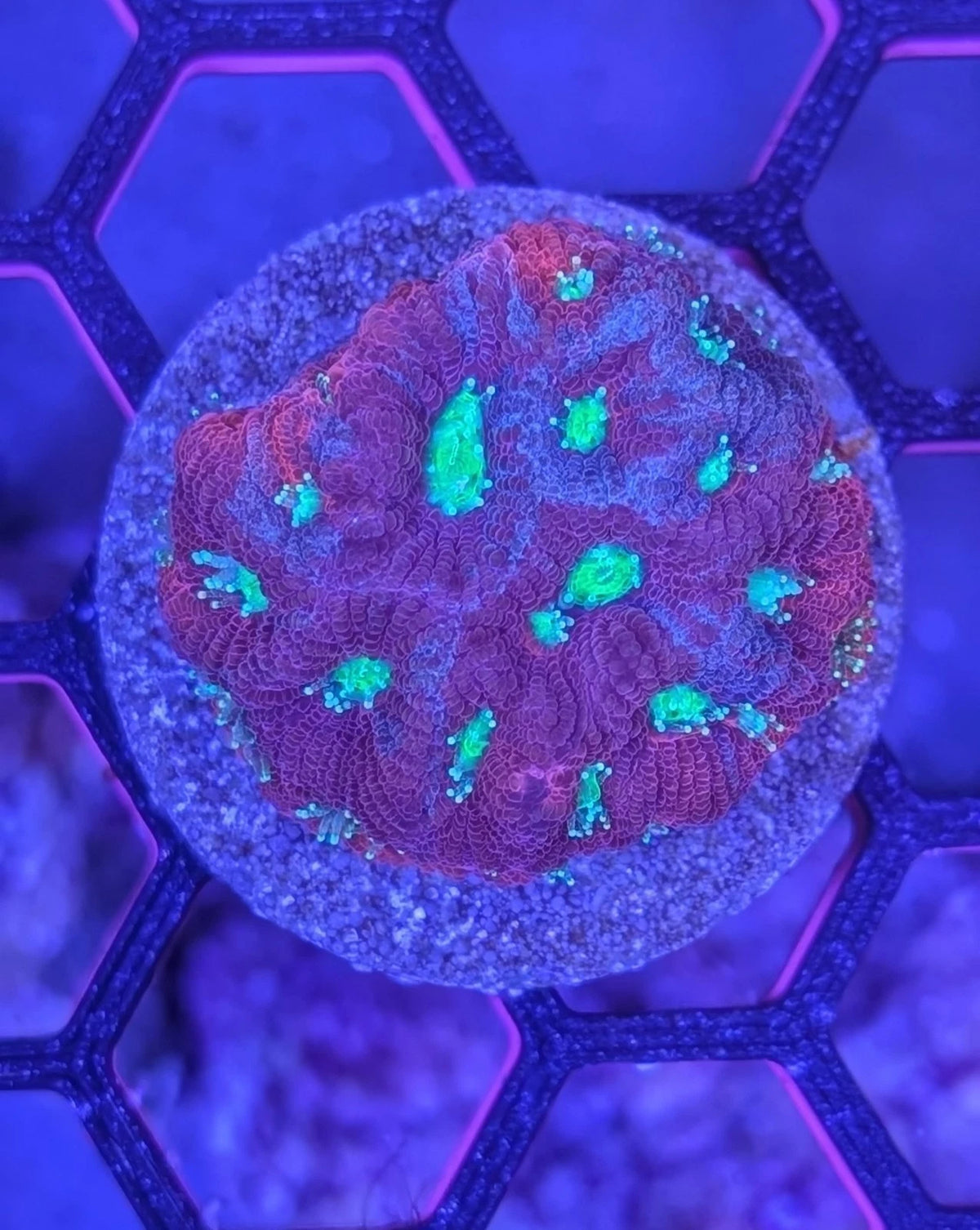 WYSIWYG Ultra Splattered Teal Favia LPS Colony