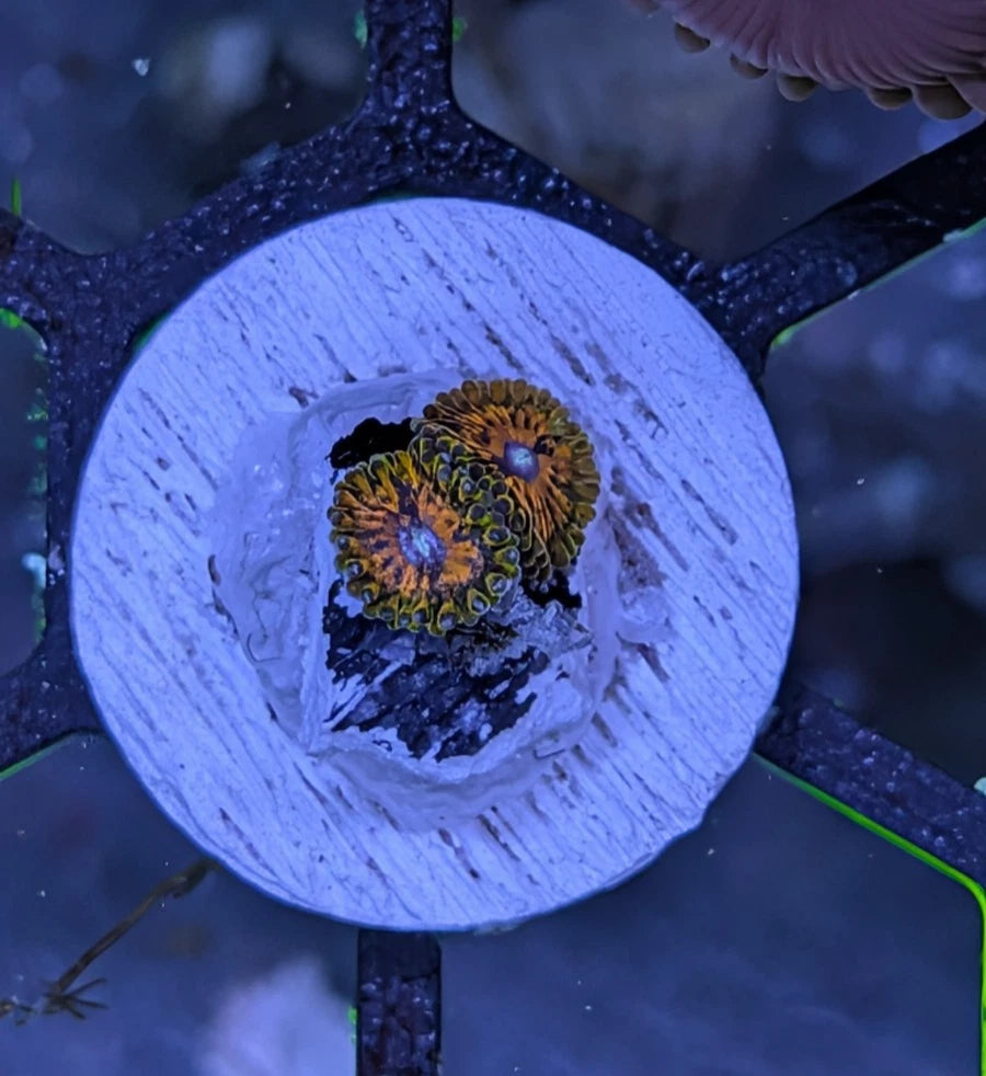 Grand Master Krakatoa GMK 2-Heads Zoa Frag