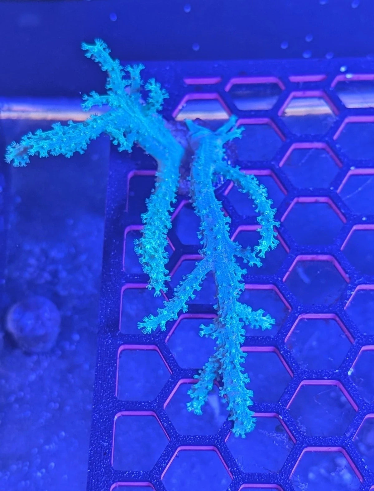 Palau Neon Green Nepthea alternate view