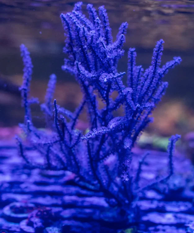 Purple Candalabra Photosynthetic Gorgonian Sea Fan