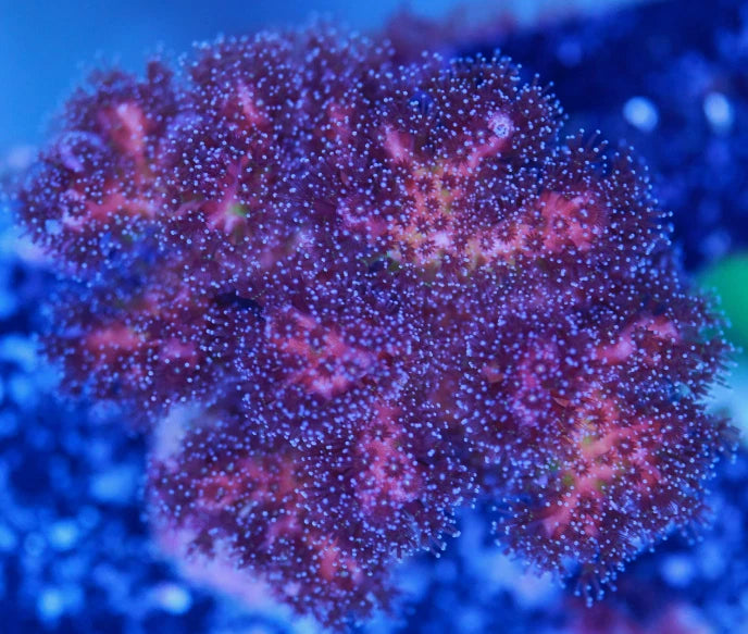 Purple and Green Pocillopora Mini Colony