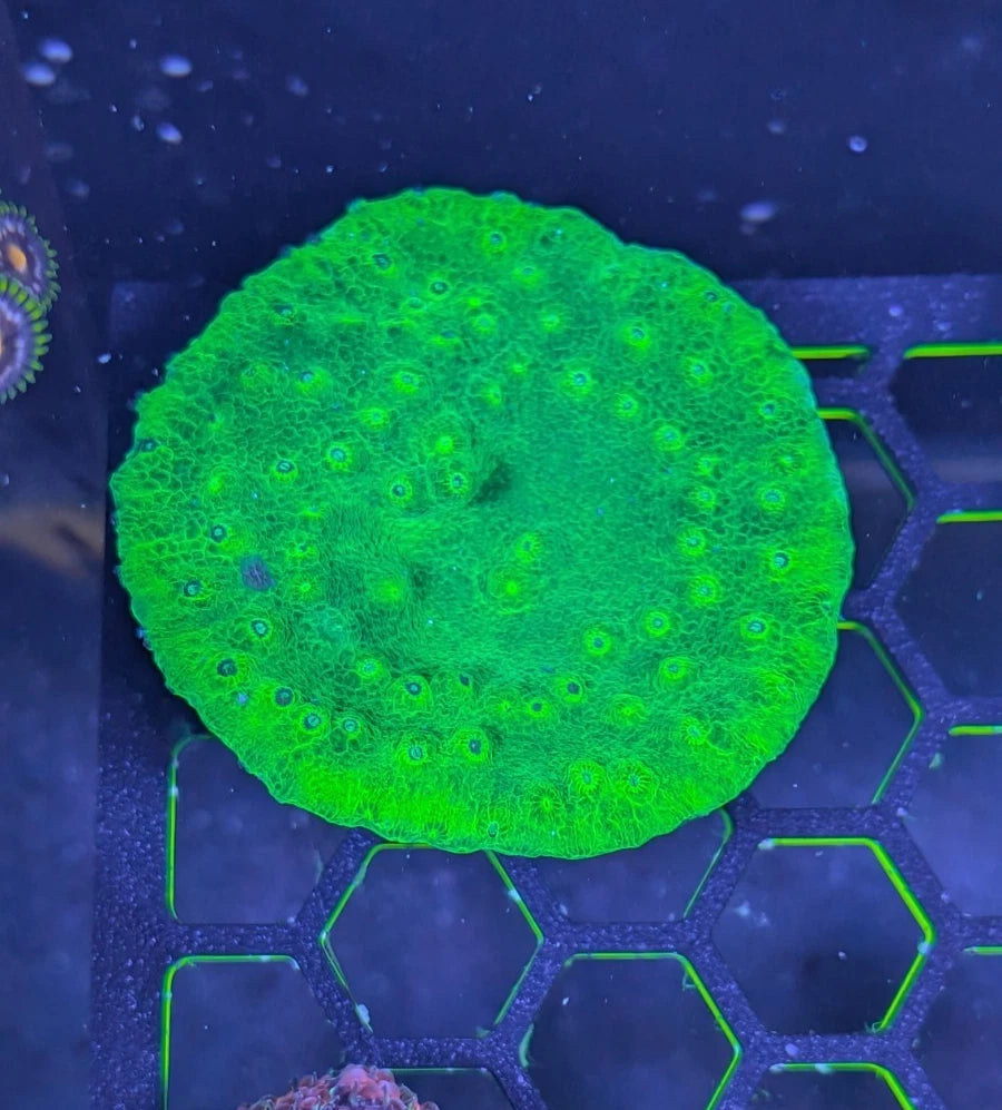 Neon Green Scroll Cup Coral Turbinaria Peltata WYSIWYG