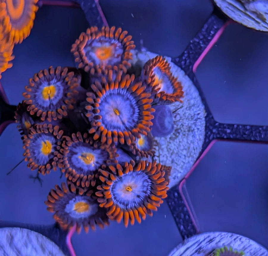 WYSIWYG Mystique Zoanthid Frag