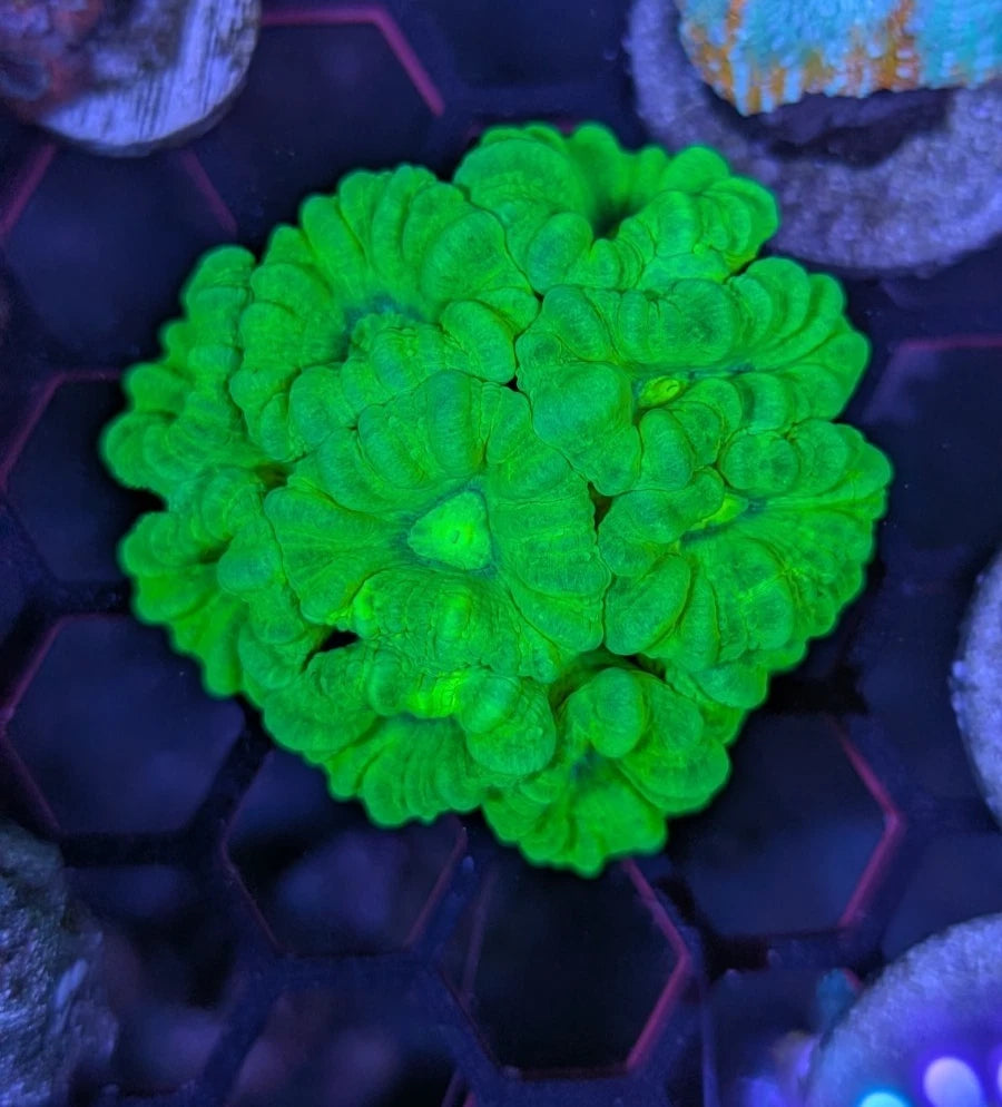 Neon Candy Cane colony detail