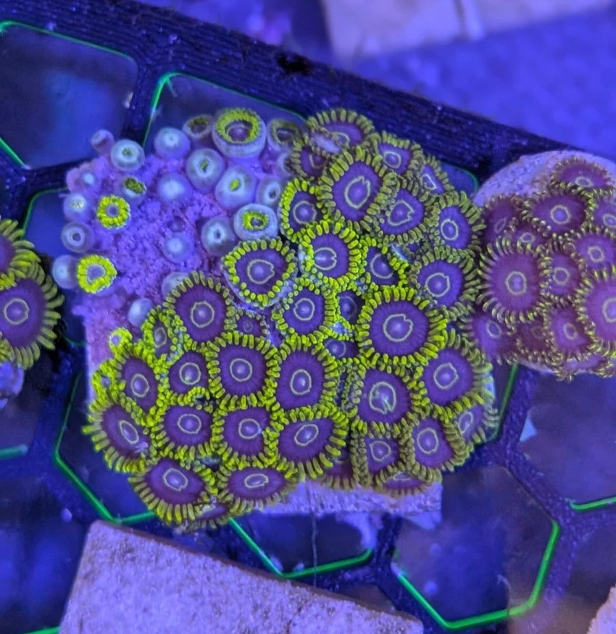WYSIWYG Aqua-Cultured Purple Hornet Zoa Coral Colony 50+ Polyps