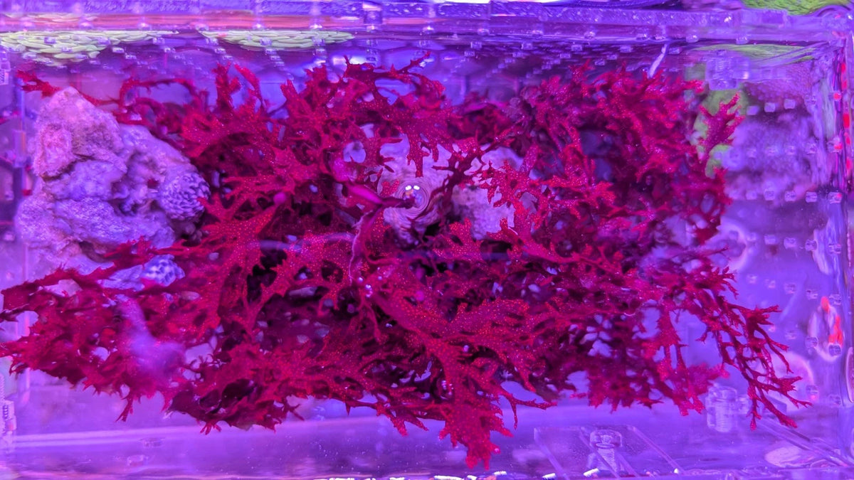 Atomic Broccoli Macro Algae detail