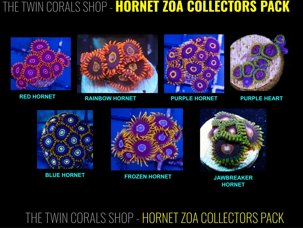 Hornet Zoanthid Collectors 7-Pack - Live Soft Coral