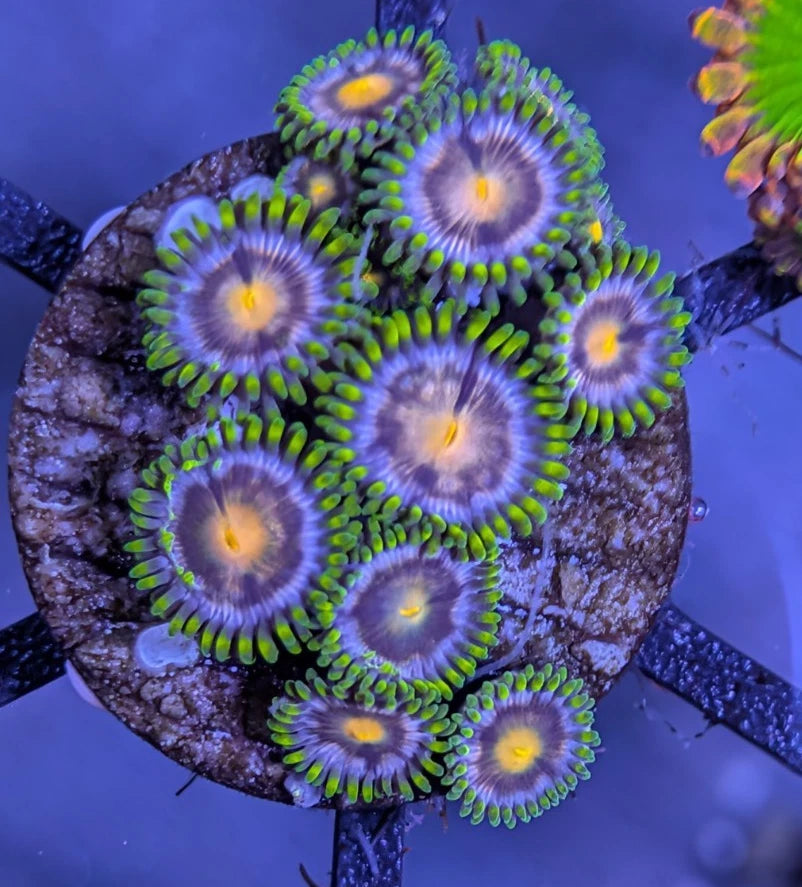 Overgrown Blowpop Zoanthid Colony WYSIWYG