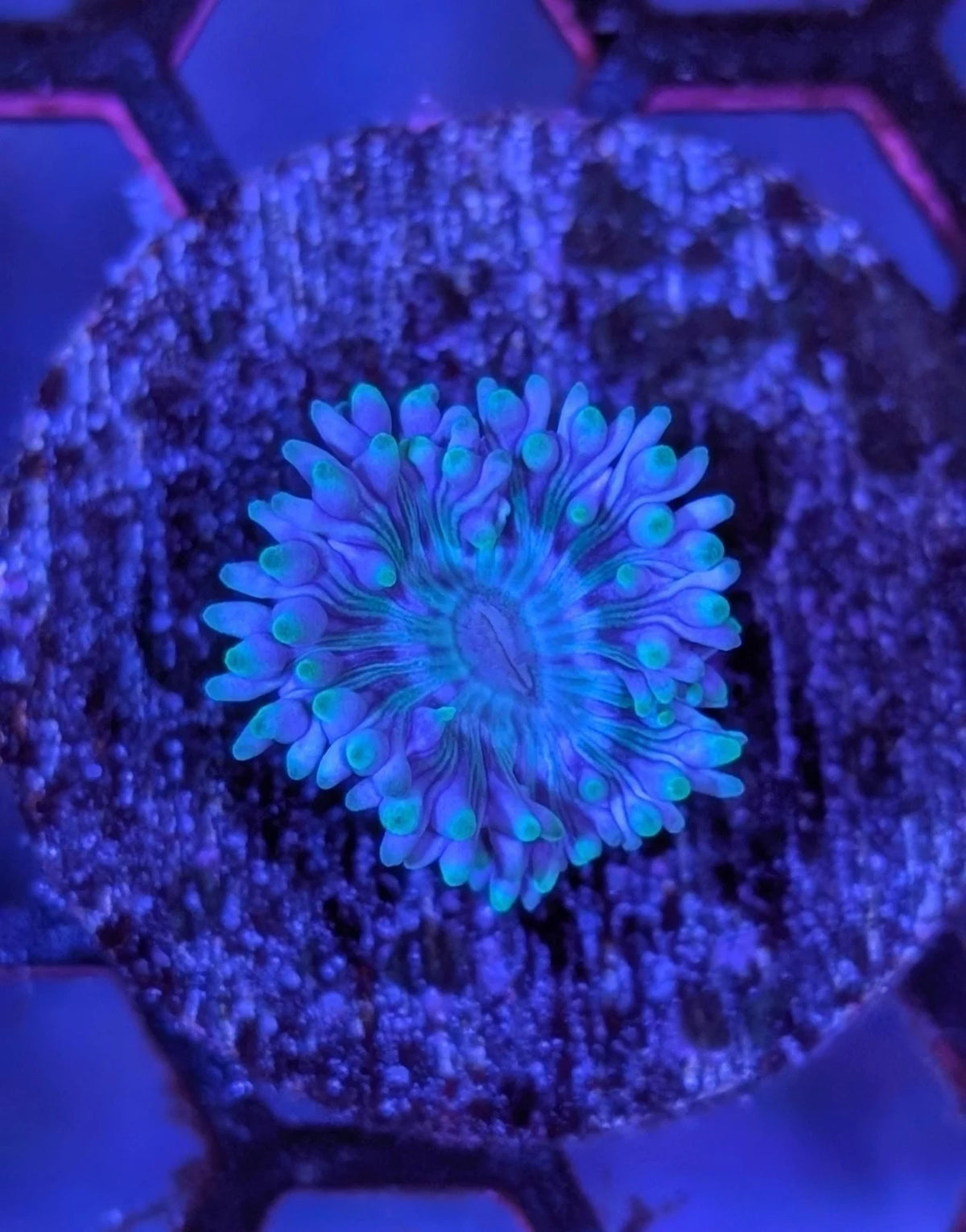 Blue Duncan alternate view