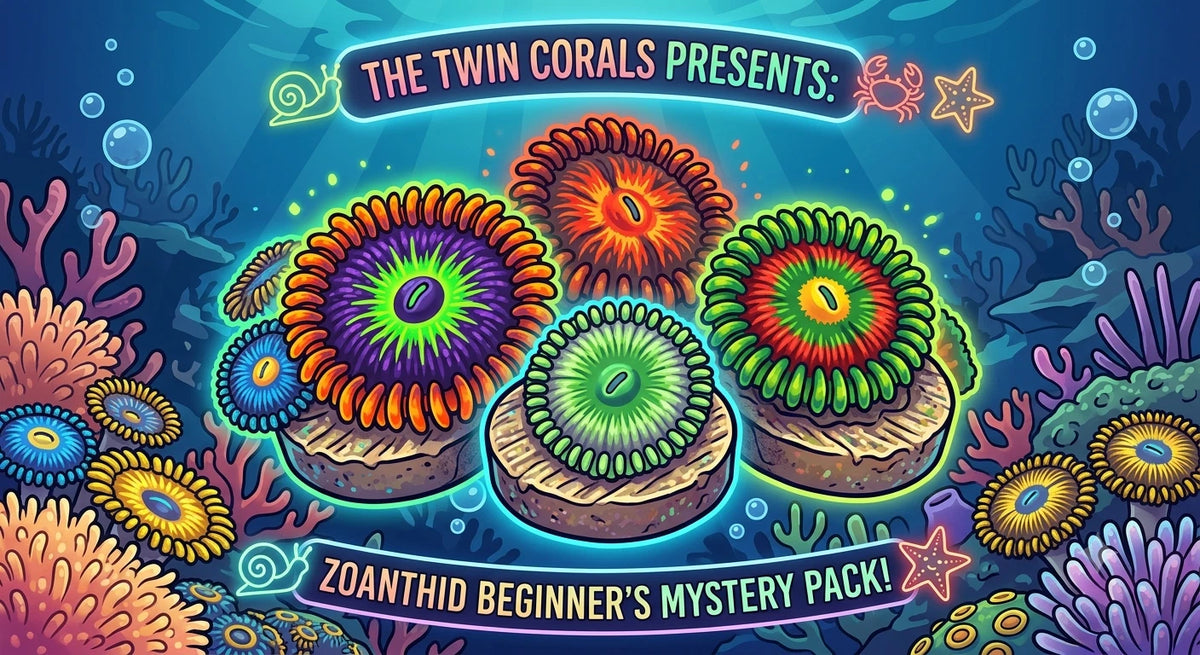 Beginner Friendly Zoanthid Frag Pack Mystery Colony