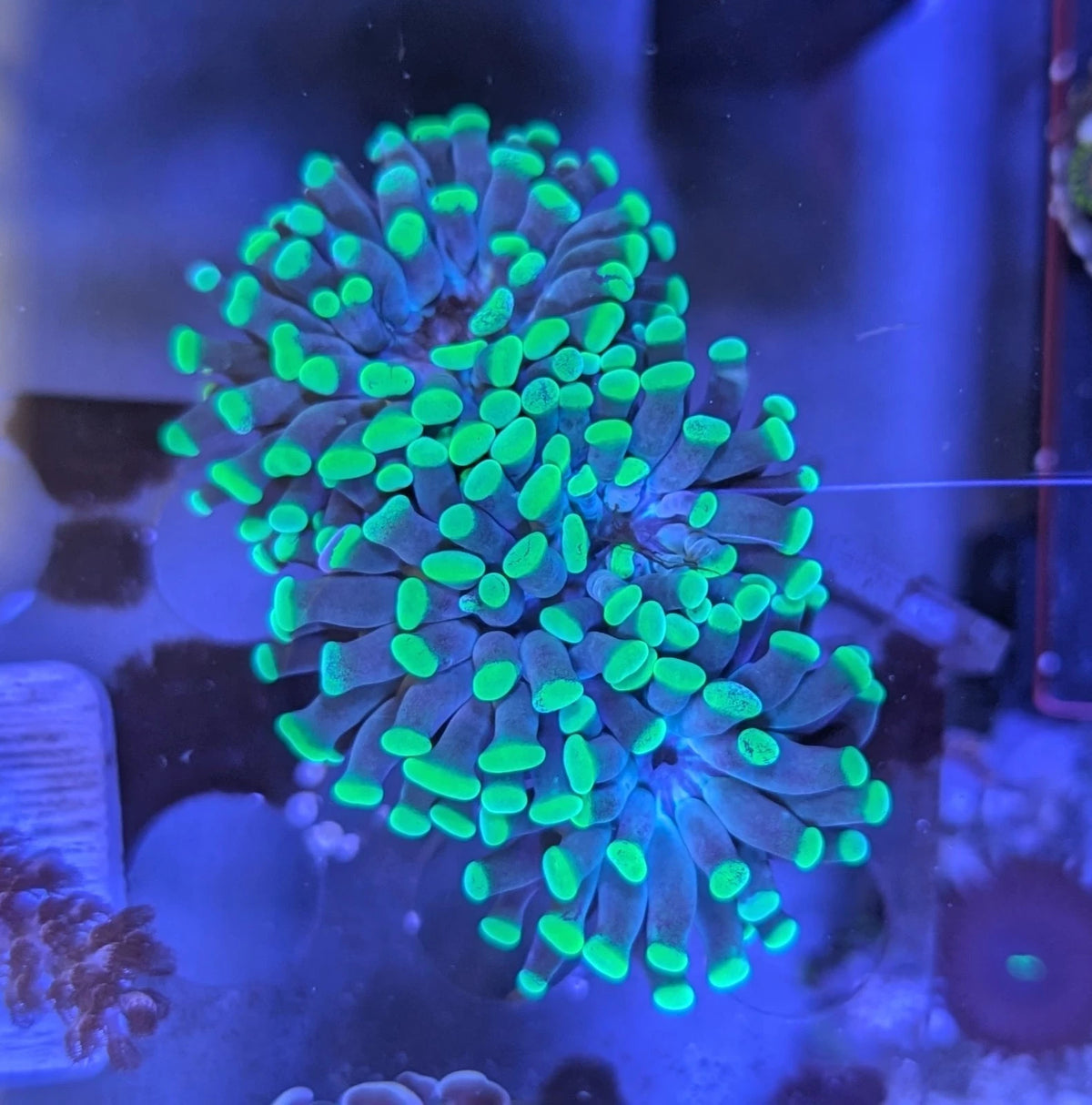 Bright Green Hammer Frag 2-Heads with Budding WYSIWYG
