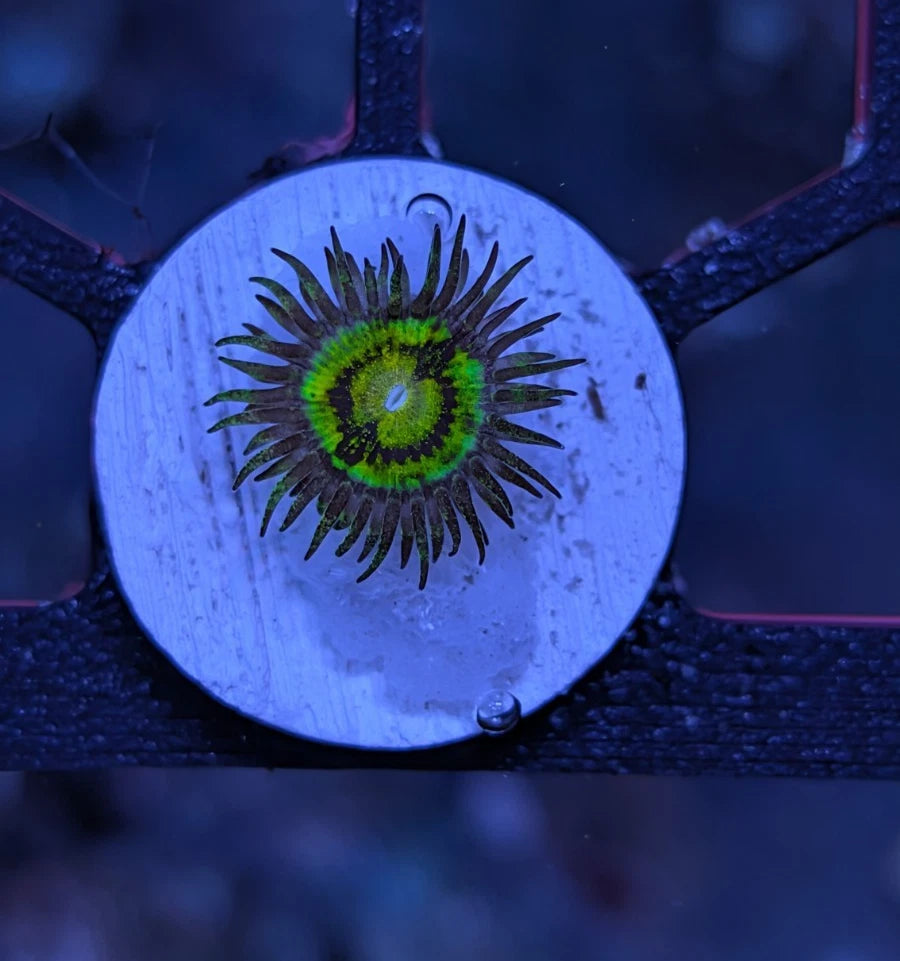 Butt Muncher Zoanthids Frag WYSIWYG