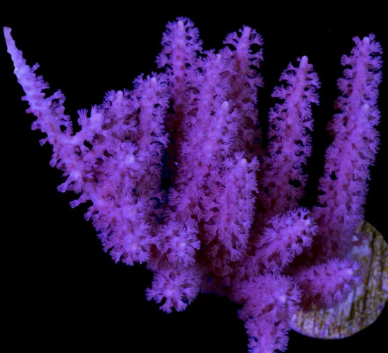 Purple Candalabra Gorgonian alternate view