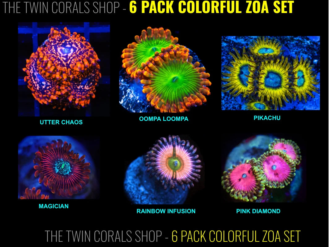 Colorful 6-Pack Zoa Collection