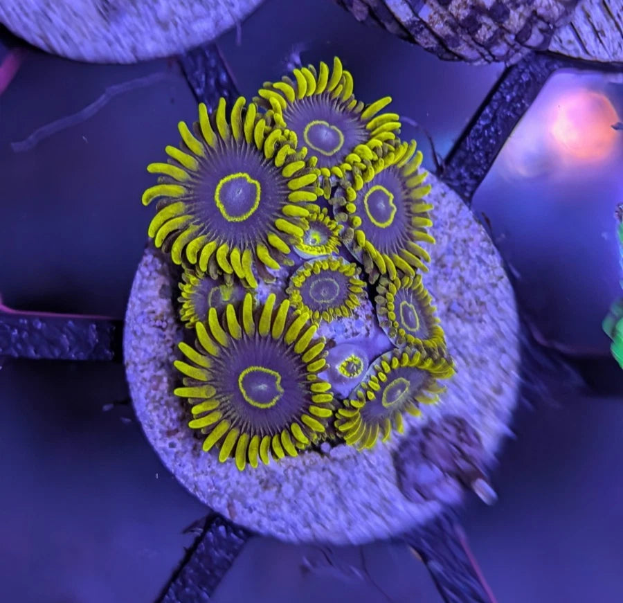 Yellow Hornet Zoanthids Frag WYSIWYG