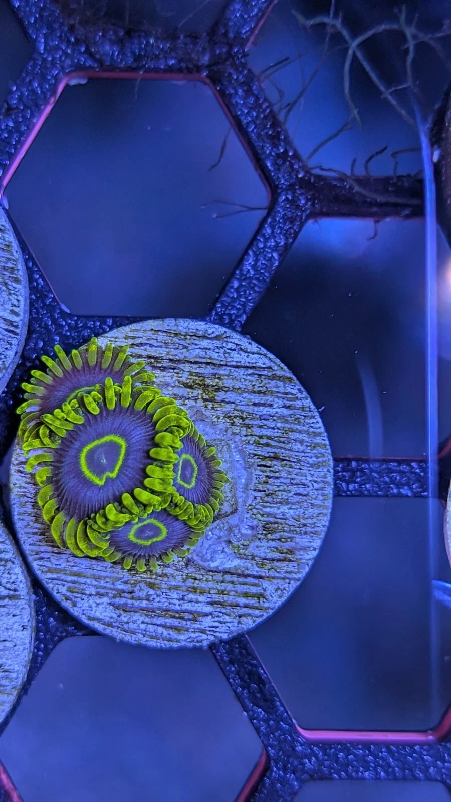 WYSIWYG Aquacultured Purple Hornet Zoa Frag