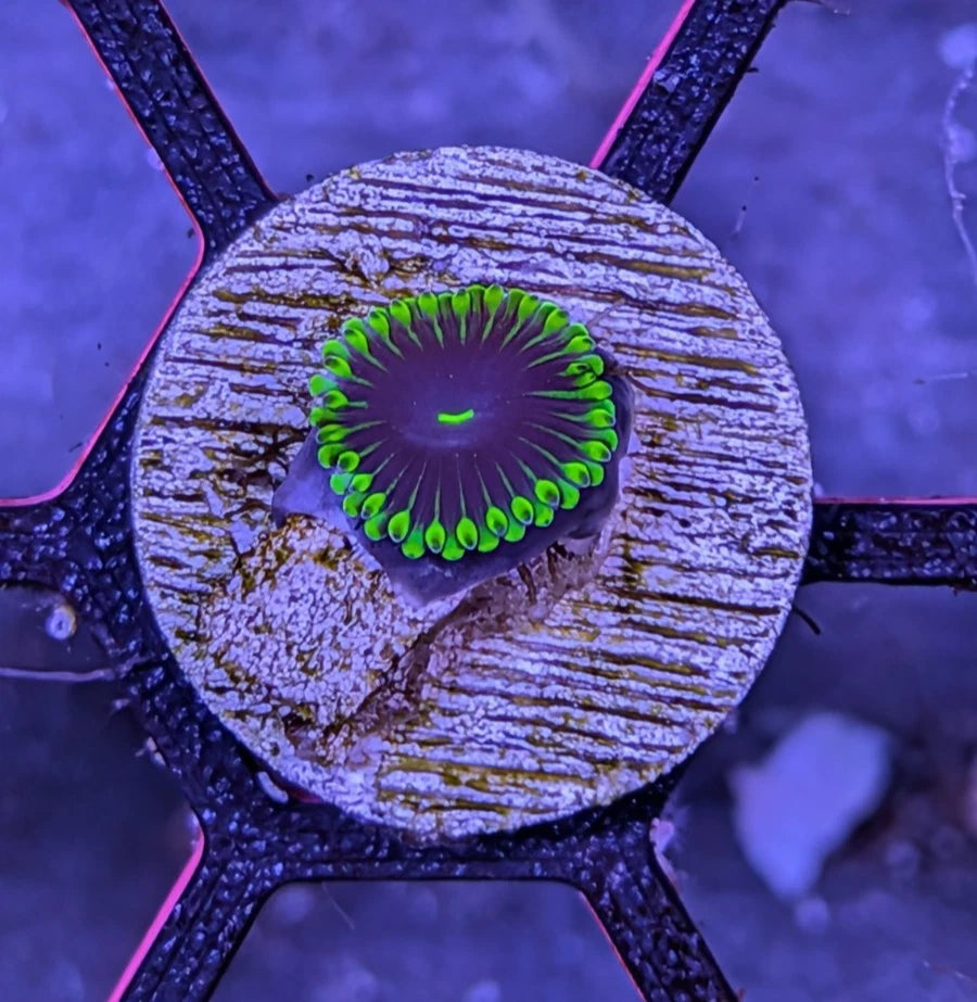 WYSIWYG Joker Paly Frag