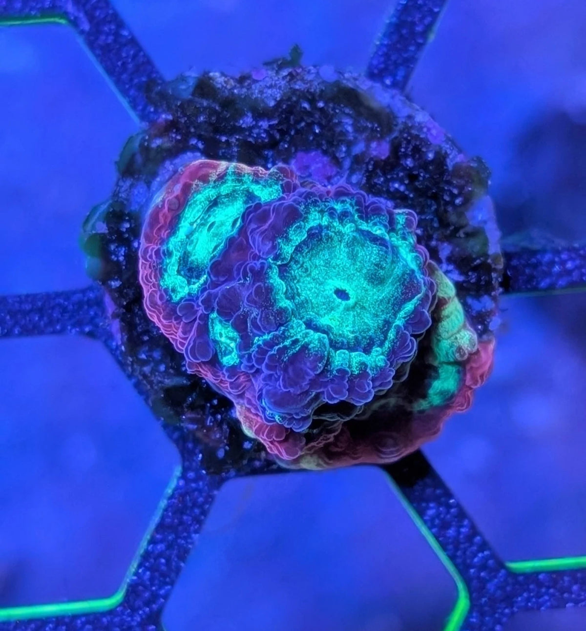 Rainbow Rim Favia alternate view