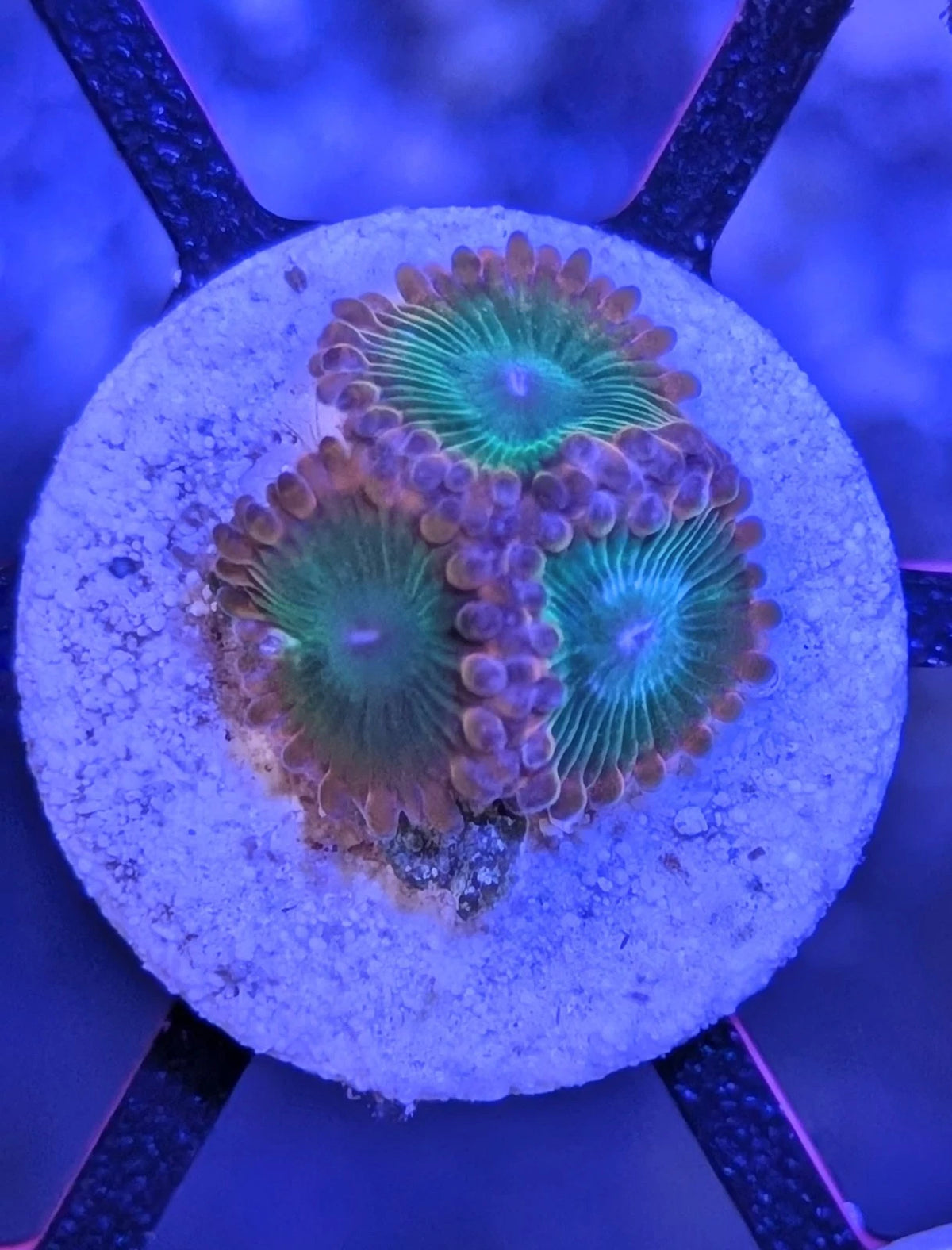 WYSIWYG Aquacultured Oompa Loompa Zoa Frag