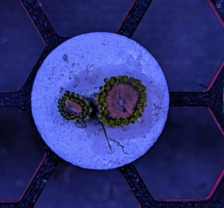 Pink Diamond Zoanthids Frag WYSIWYG