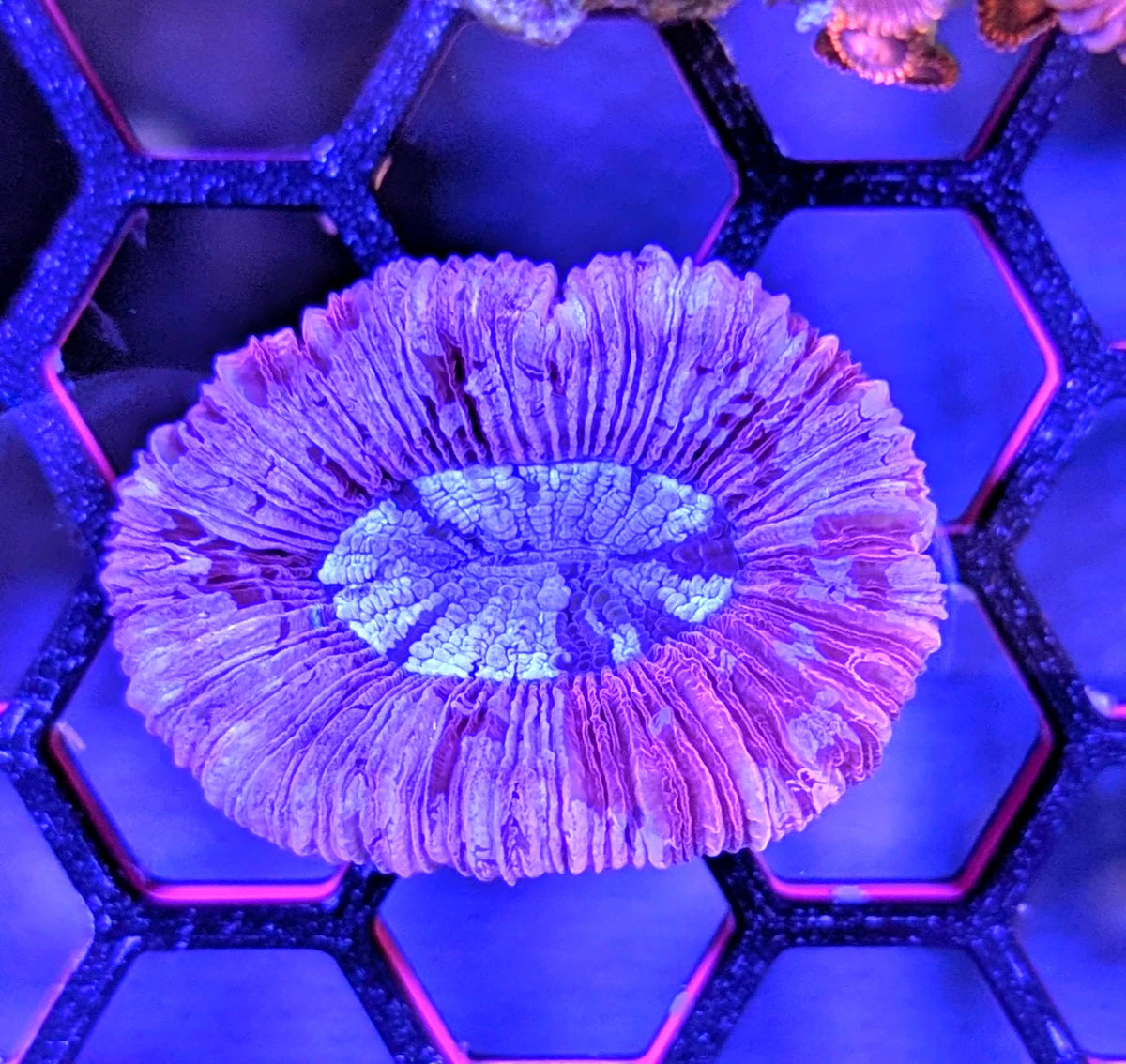 WYSIWYG Ultra Pink and Purple Pastel Teal Trachy Open Brain