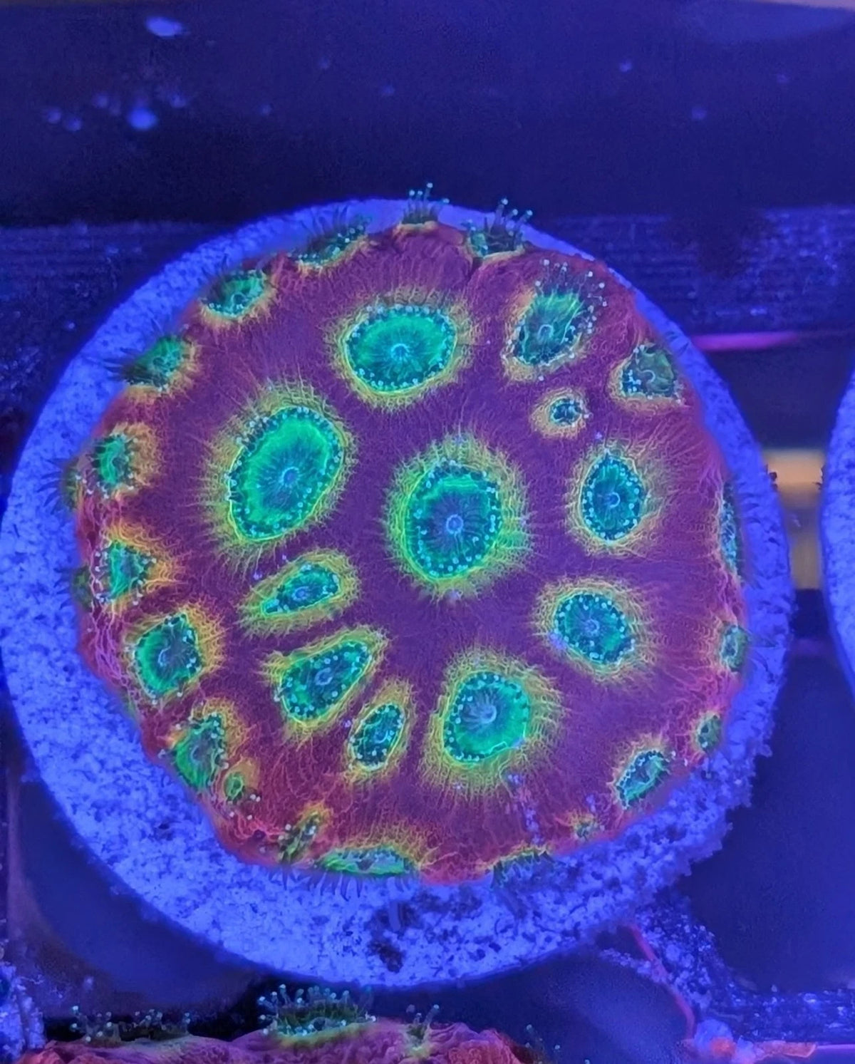 WYSIWYG Jason Fox JF Sector 001 Favia Frag