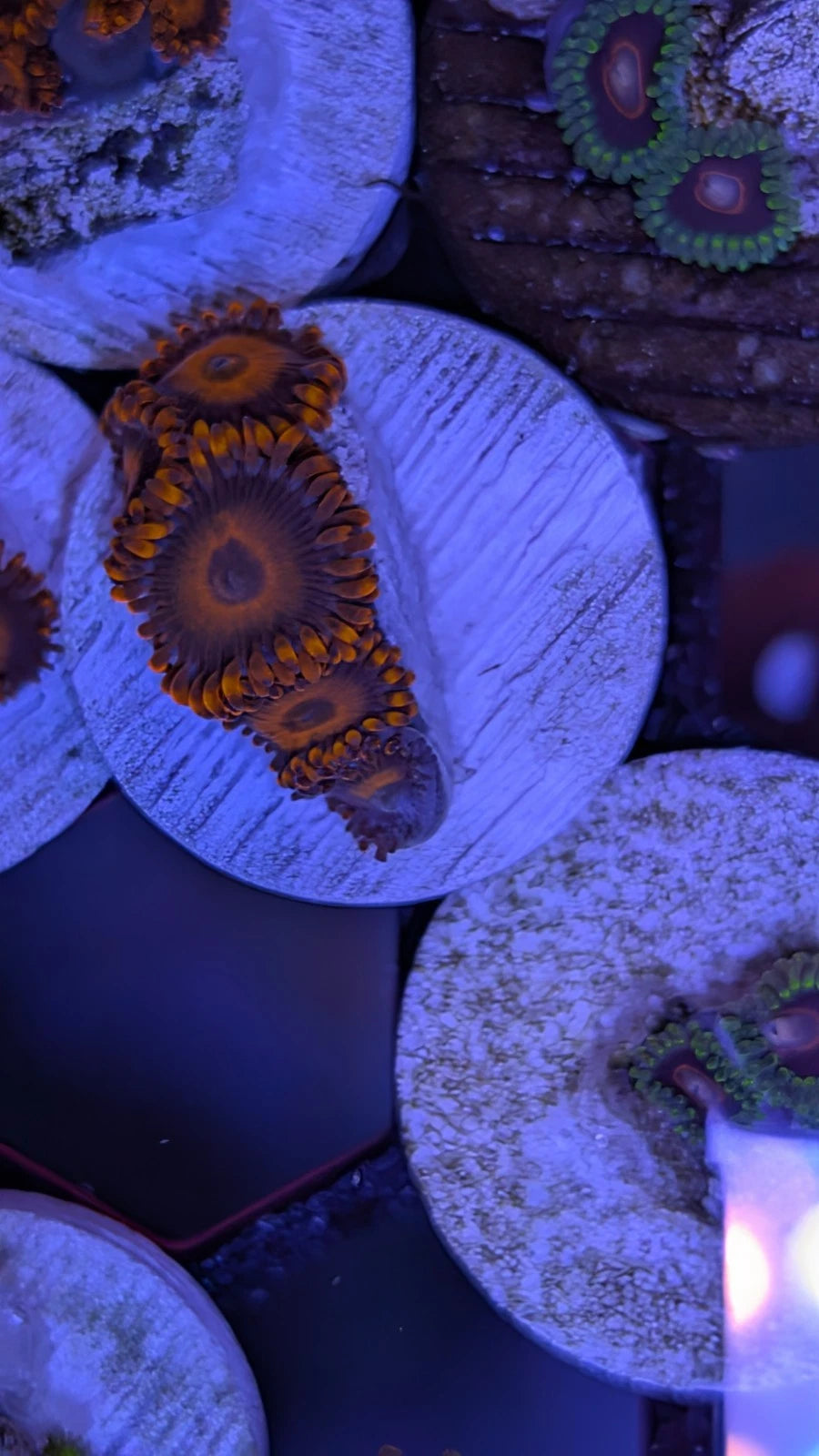 WYSIWYG Aquacultured Orange Oxide Frag