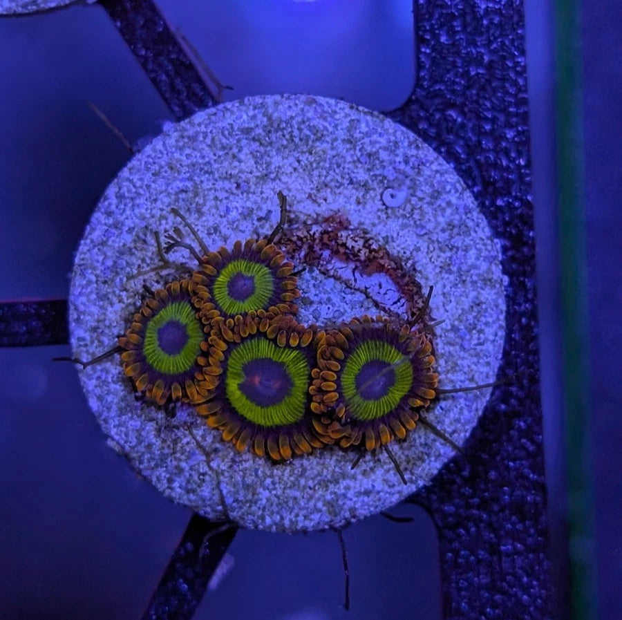 WYSIWYG Aquacultured Fruit Loop Zoa Frag