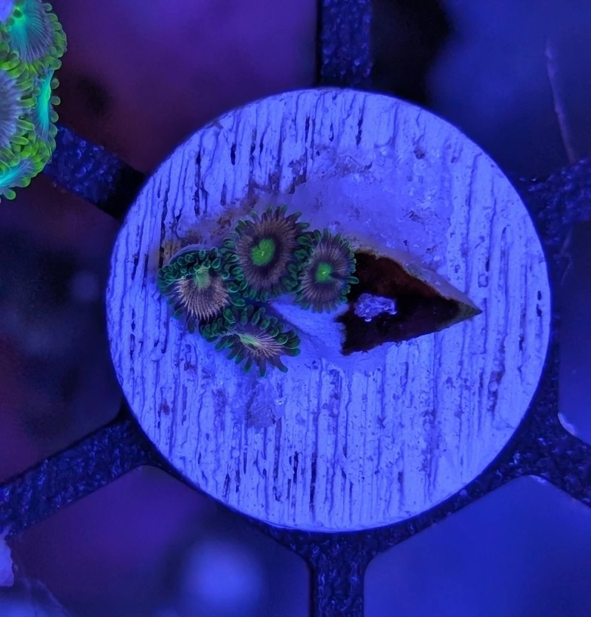 WYSIWYG Aquacultured Laser Lemon Zoa Frag